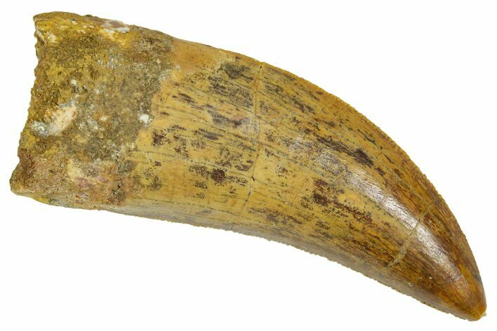 Serrated, Carcharodontosaurus Tooth - Real Dinosaur Tooth #372292